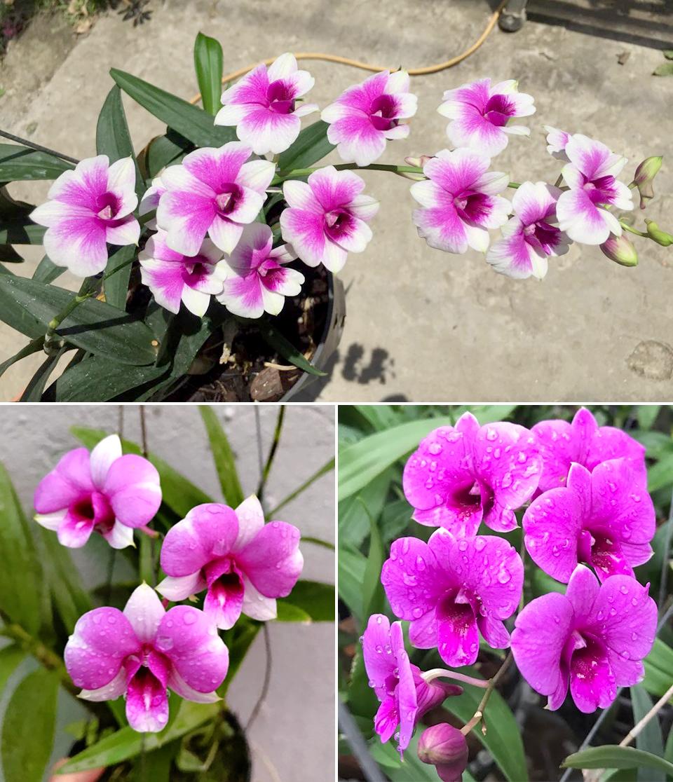 Lan dendro - Phân loại, cách trồng và chăm sóc cho hoa quanh năm - 14