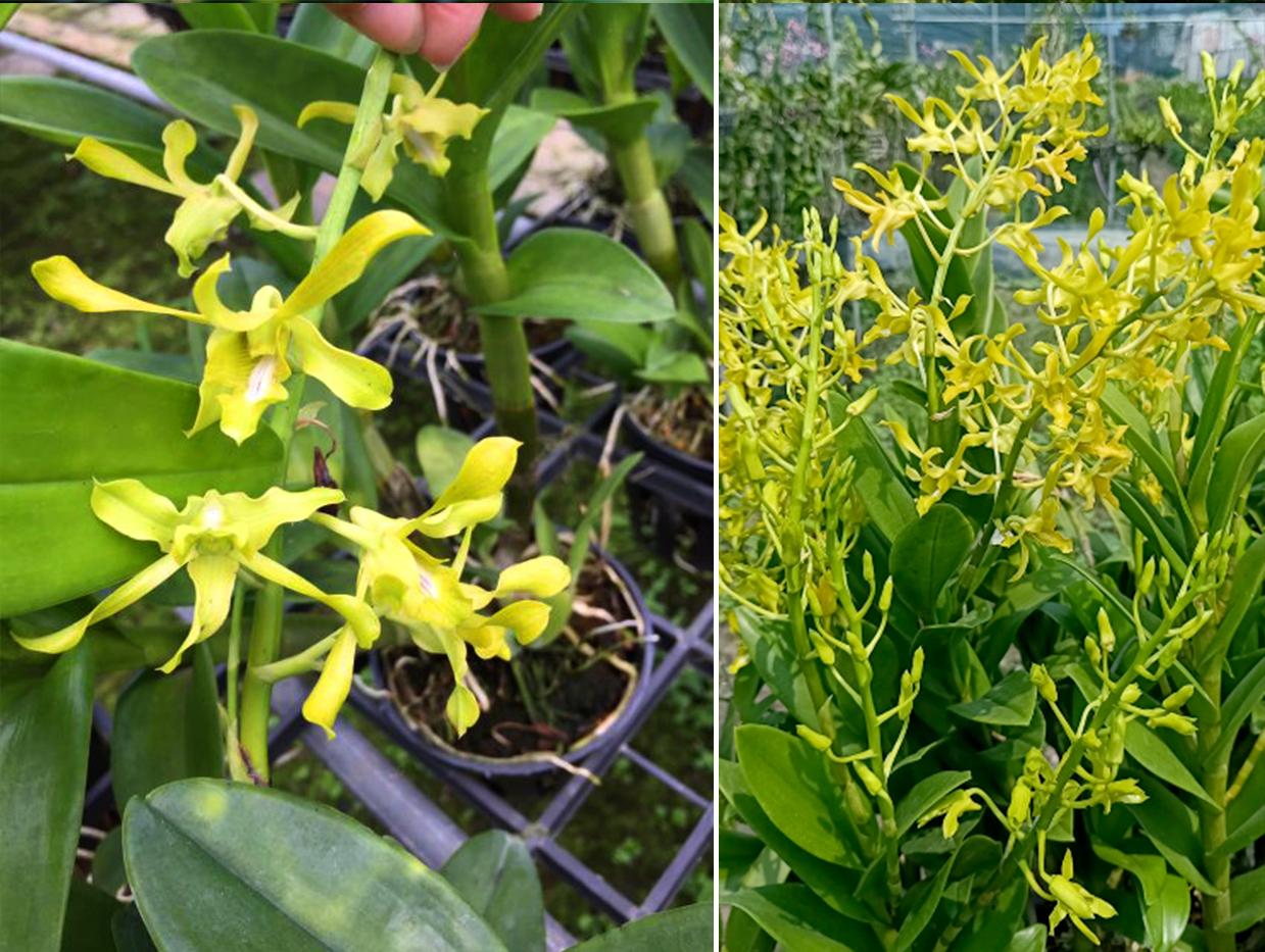Lan dendro - Phân loại, cách trồng và chăm sóc cho hoa quanh năm - 19