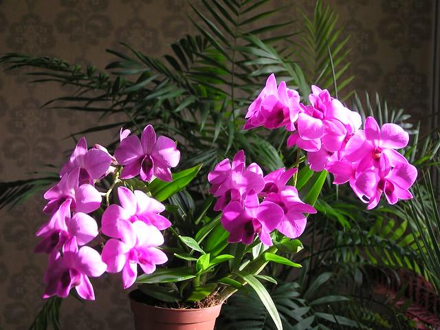 Lan dendro - Phân loại, cách trồng và chăm sóc cho hoa quanh năm - 13