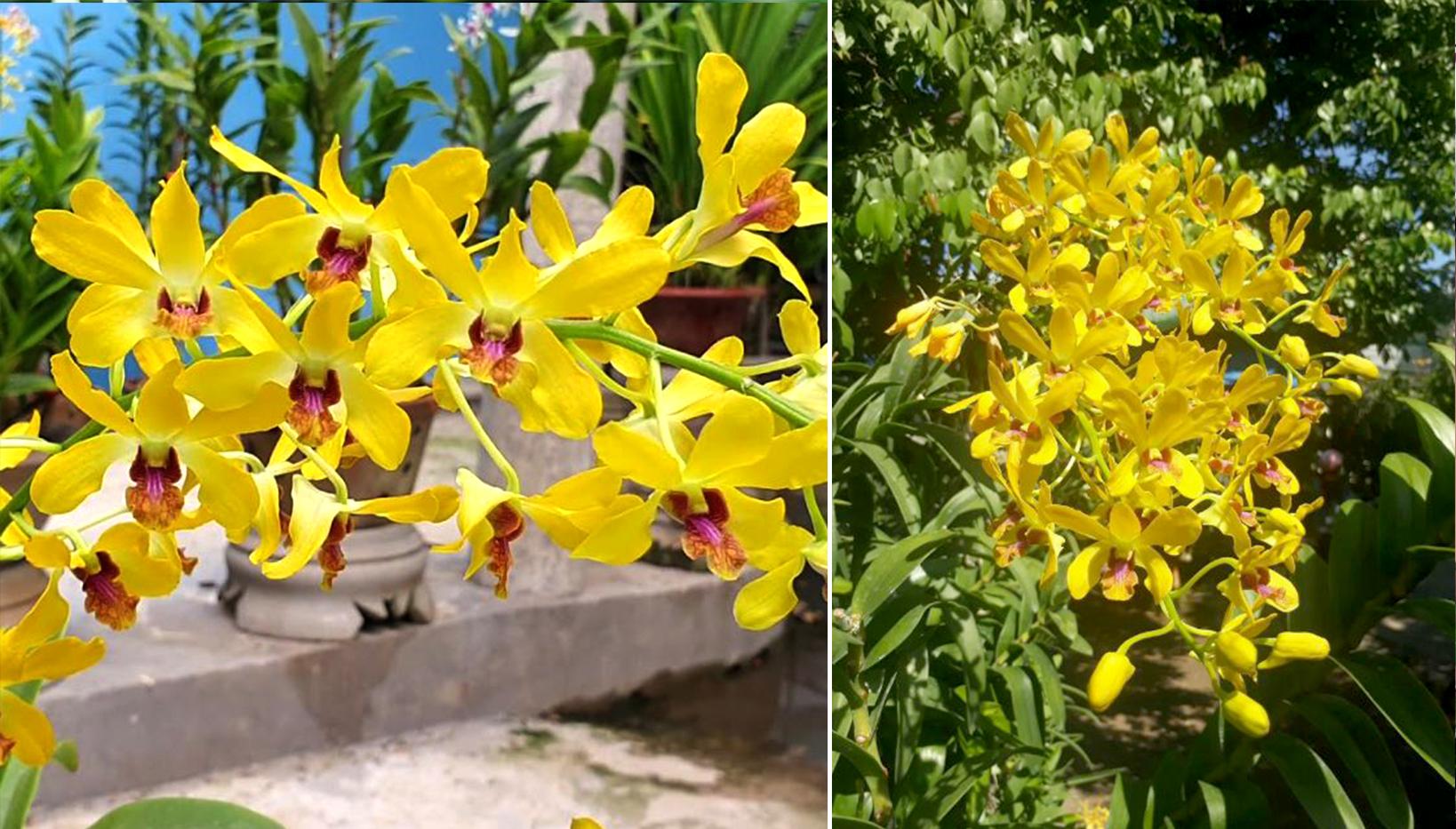 Lan dendro - Phân loại, cách trồng và chăm sóc cho hoa quanh năm - 18
