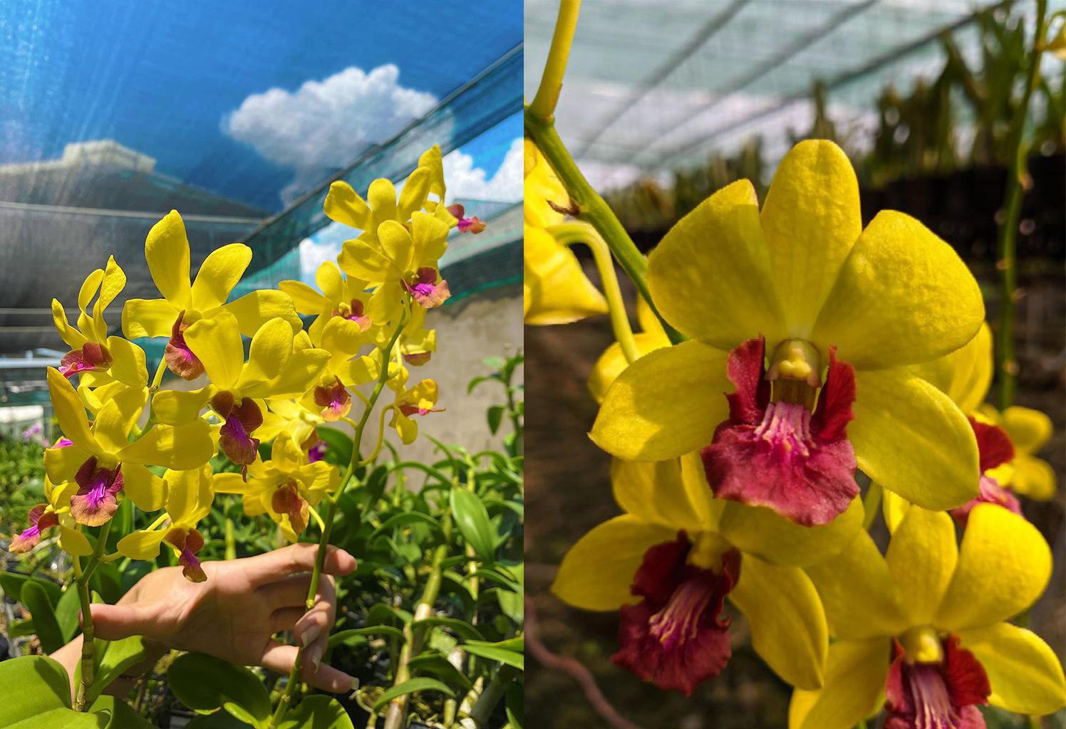 Lan dendro - Phân loại, cách trồng và chăm sóc cho hoa quanh năm - 15