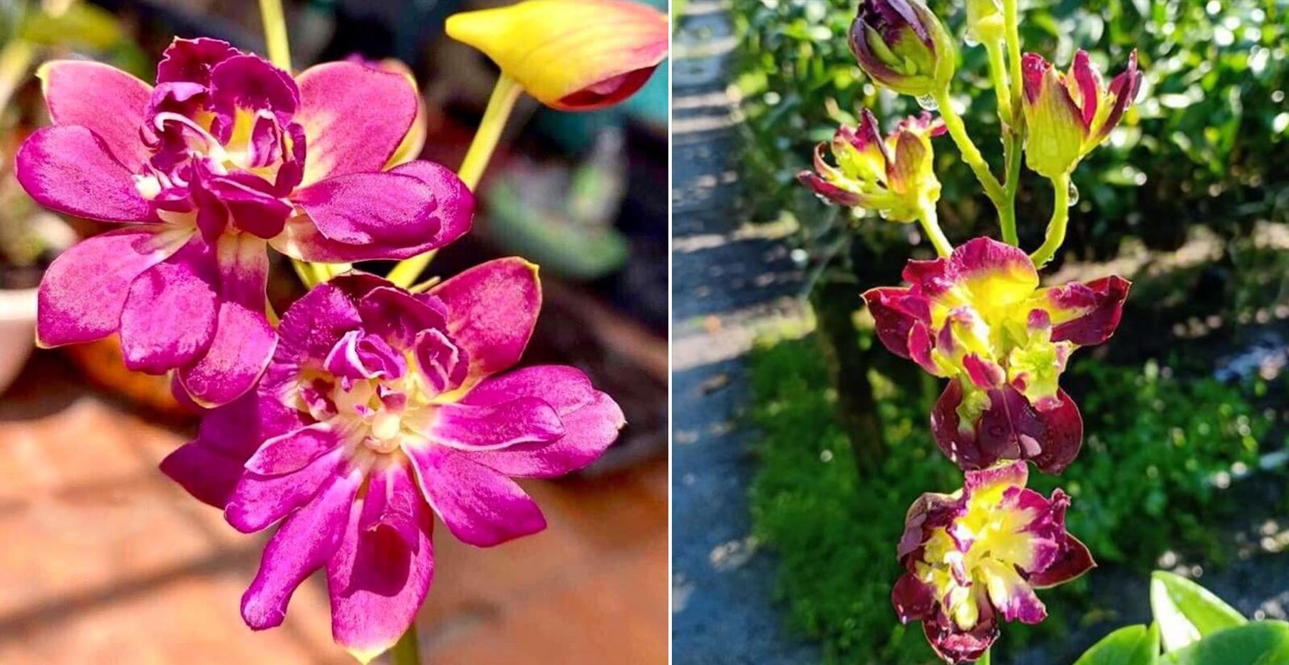 Lan dendro - Phân loại, cách trồng và chăm sóc cho hoa quanh năm - 23