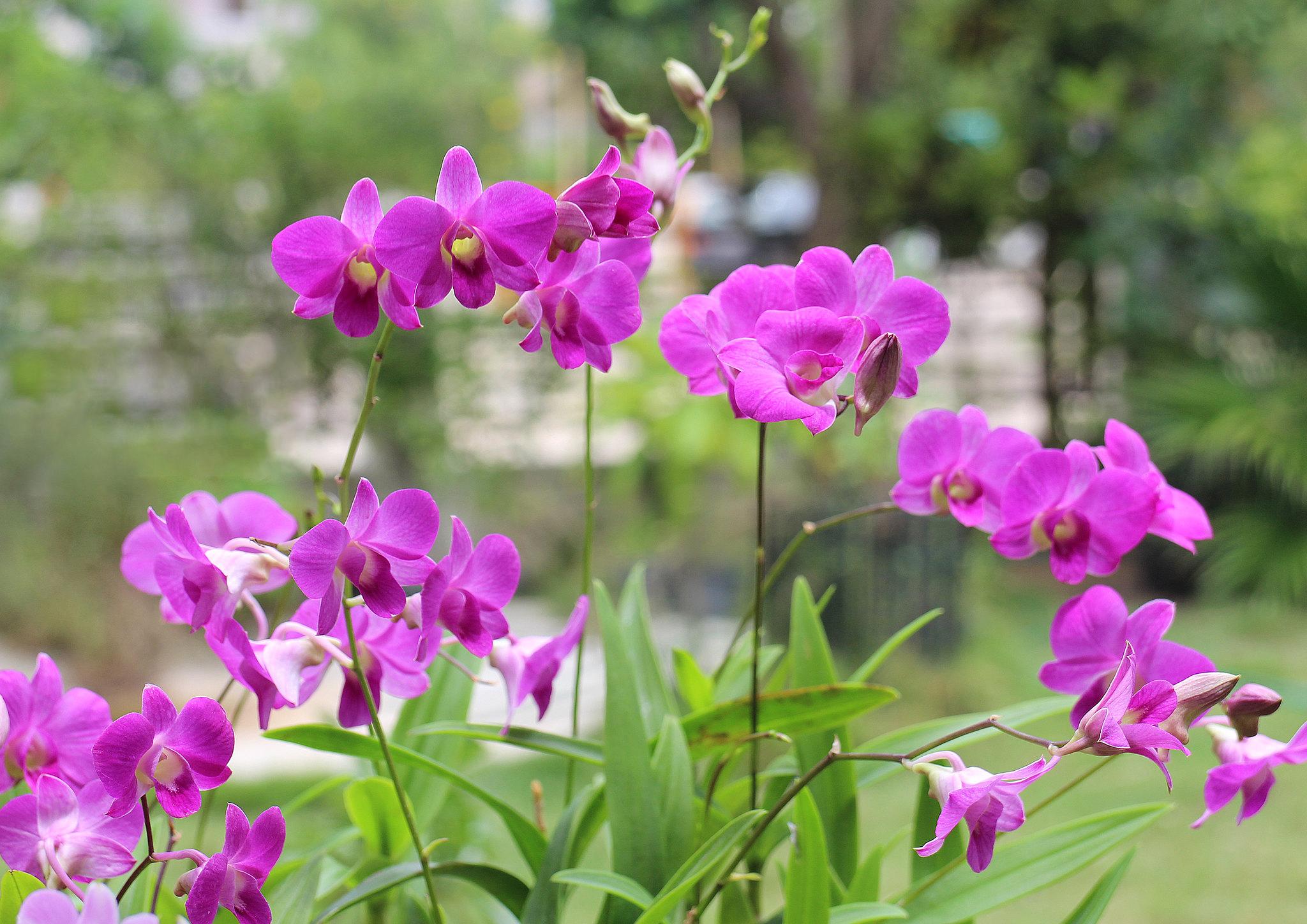 Lan dendro - Phân loại, cách trồng và chăm sóc cho hoa quanh năm - 8