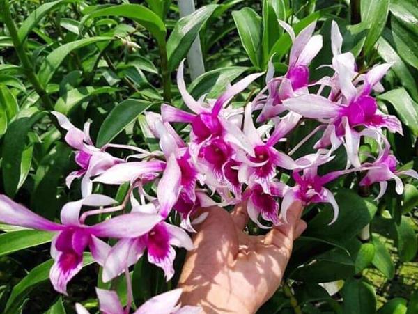 Lan dendro - Phân loại, cách trồng và chăm sóc cho hoa quanh năm - 28