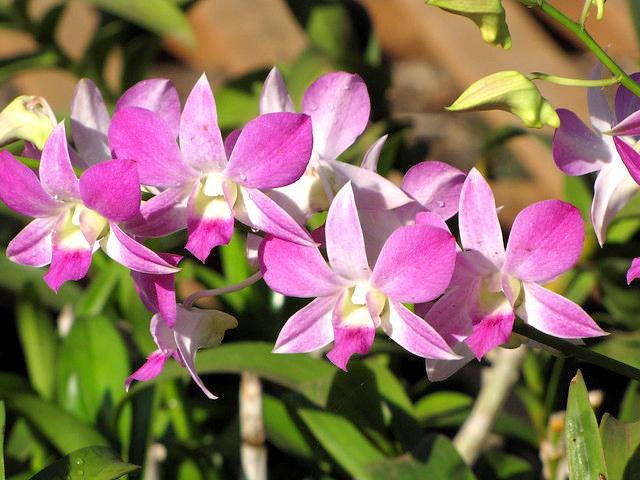 Lan dendro - Phân loại, cách trồng và chăm sóc cho hoa quanh năm - 12