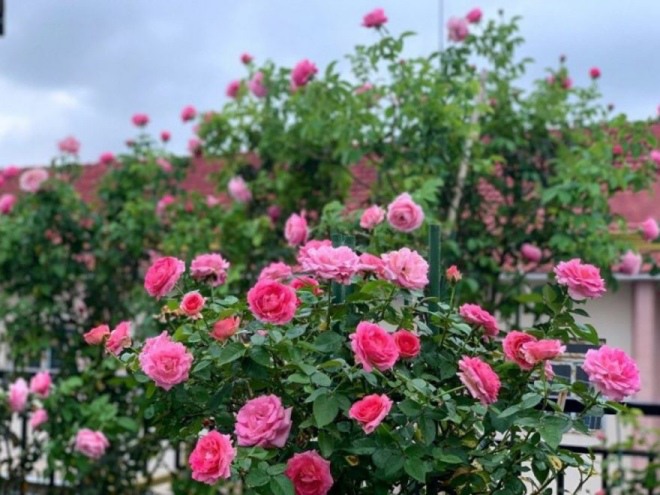 4 loại hoa nở đẹp, thơm nồng mùi nước hoa, trồng trên ban công nức mũi cả nhà - 3