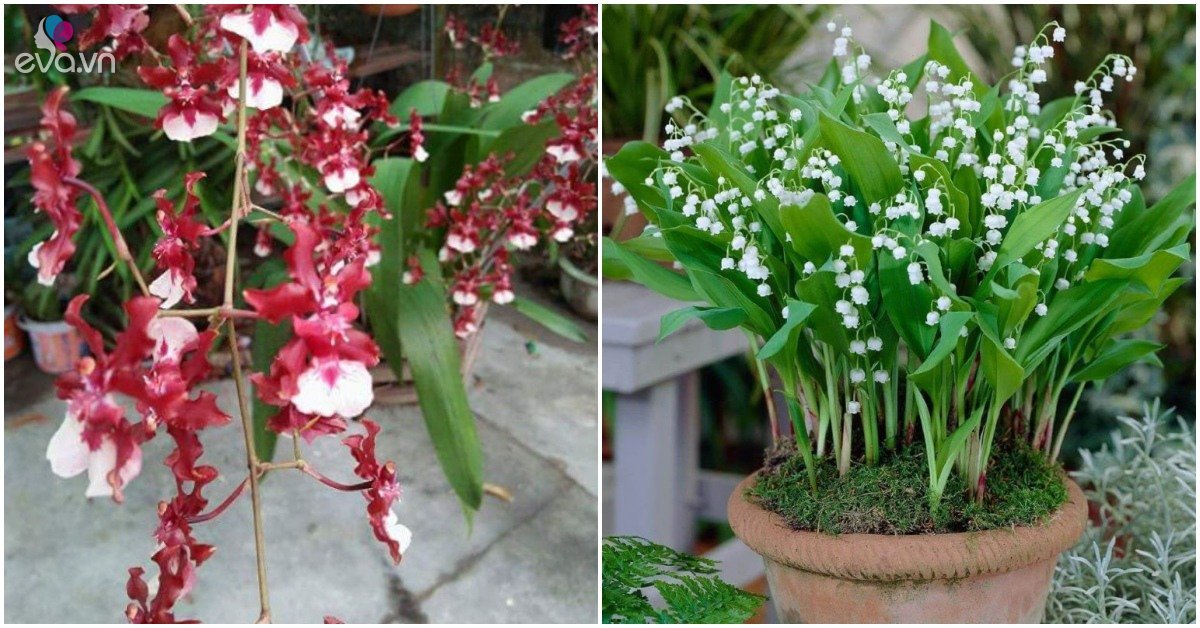 Read more about the article 4 loại hoa nở đẹp, thơm nồng mùi nước hoa, trồng trên ban công nức mũi cả nhà