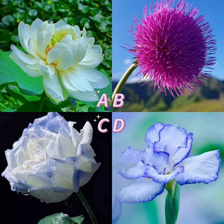 Trắc nghiệm tâm lý: Chọn 1 bông hoa để biết sức hút của bạn là gì