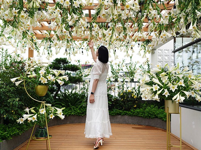 Mẹ đảm Hà Nội vác 2000 bông hoa loa kèn lên tầng 4, biến ban công thành vườn hoa đẹp mê ly