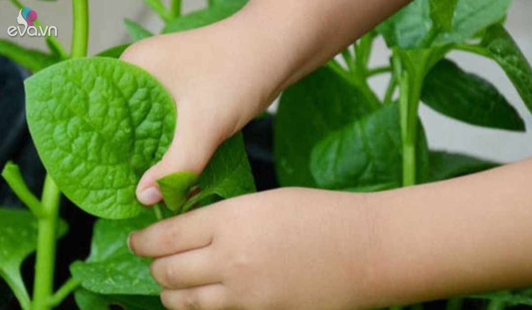 Read more about the article 4 loại rau này không cần nắng vẫn sống, để nơi râm mát lá mọc to bằng bàn tay