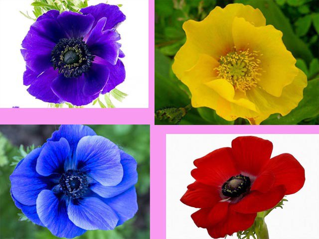 Trắc nghiệm tâm lý: Loài hoa yêu thích nhất tiết lộ hình ảnh bạn trong mắt người khác