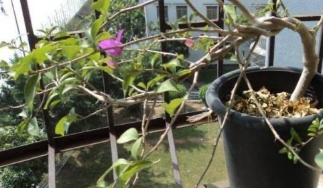 3 giai đoạn cây hoa giấy yếu ớt nhất, mang ra nắng sẽ chết héo, trở thành củi khô - 1