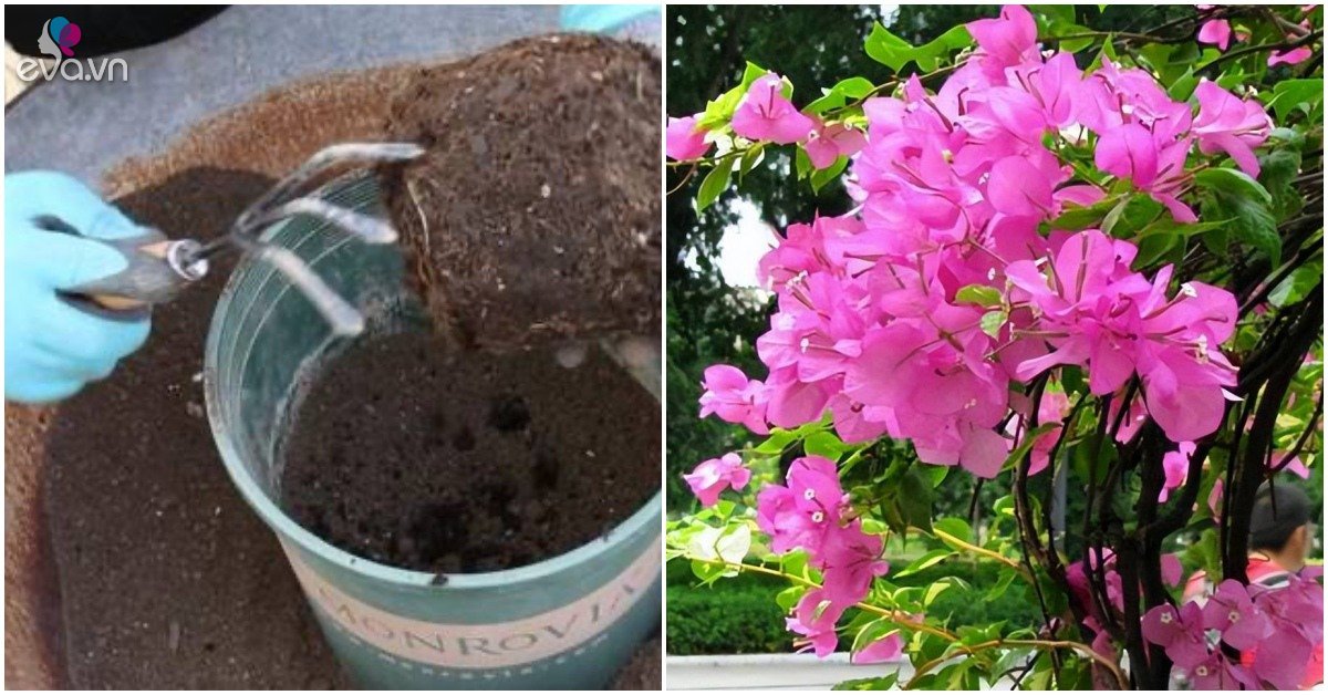 Read more about the article 3 giai đoạn cây hoa giấy yếu ớt nhất, mang ra nắng sẽ chết héo, trở thành củi khô