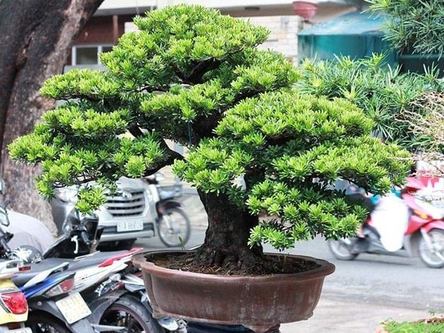 Cây Tùng La Hán - cây để bàn có ý nghĩa trường thọ