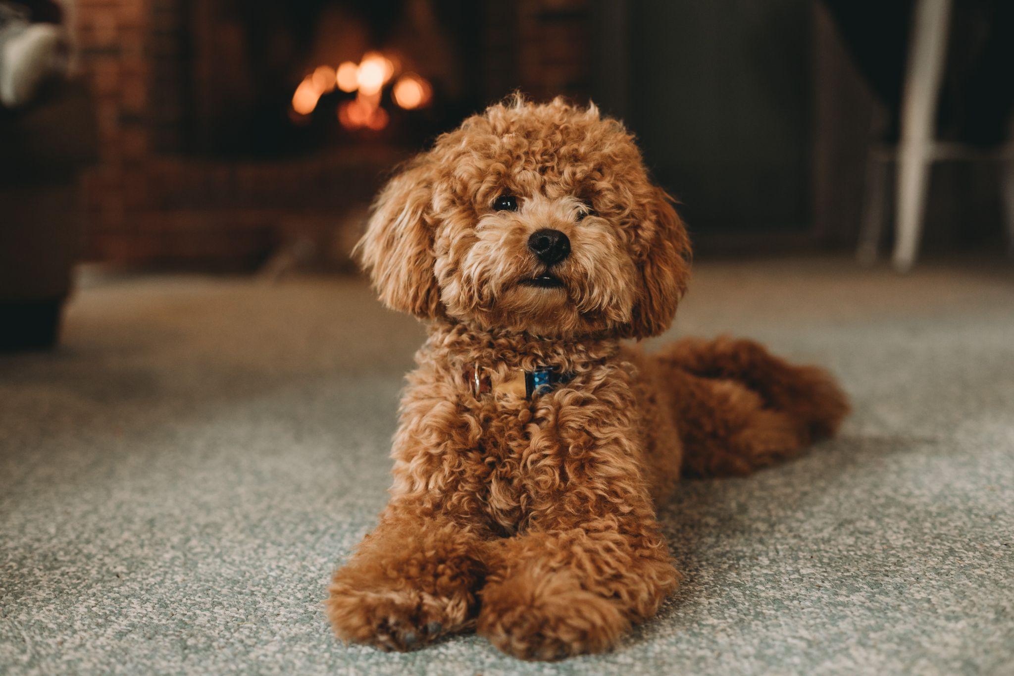 một chú chó poodle màu nâu lông xù đáng yêu nằm trên thảm ghi