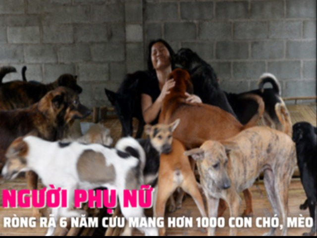 Người phụ nữ ròng rã cưu mang hàng nghìn con chó, mèo từ lò mổ