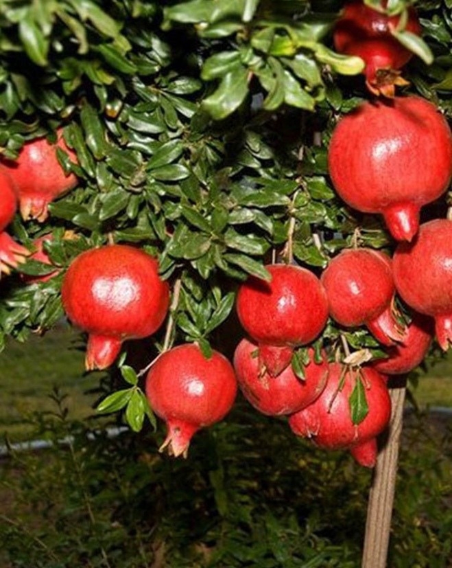 3 loại “cây may mắn” trồng một lần vừa có quả ăn, vừa để ngắm rất đẹp - 3