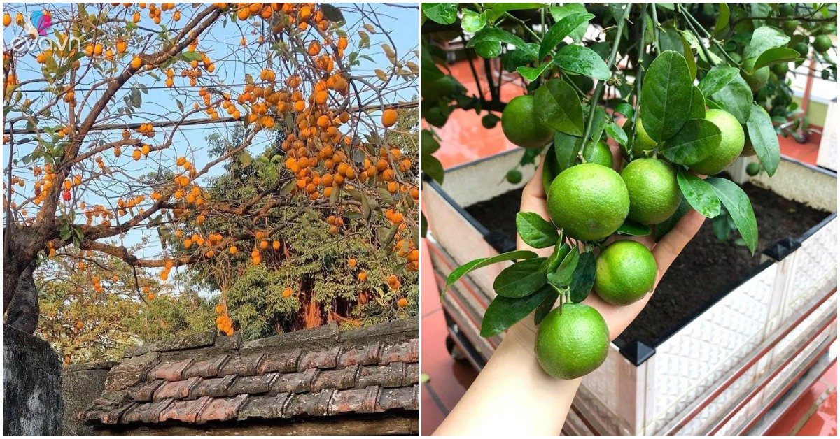 Read more about the article 3 loại “cây may mắn” trồng một lần vừa có quả ăn, vừa để ngắm rất đẹp