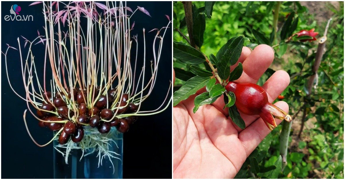 Read more about the article Thật tiếc khi 3 loại quả này bị vứt, vùi xuống đất 7 ngày sau phát triển thành cây mới