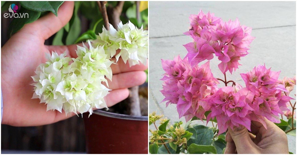 Read more about the article Hoa giấy chỉ có lá mà không có hoa? Làm 4 “hành động nhỏ” hoa sẽ nở thành chùm
