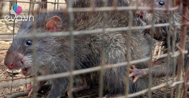 Chuột khổng lồ tấn công nhà dân định ăn thịt cả mèo  Chuyện lạ  Vietnam  VietnamPlus