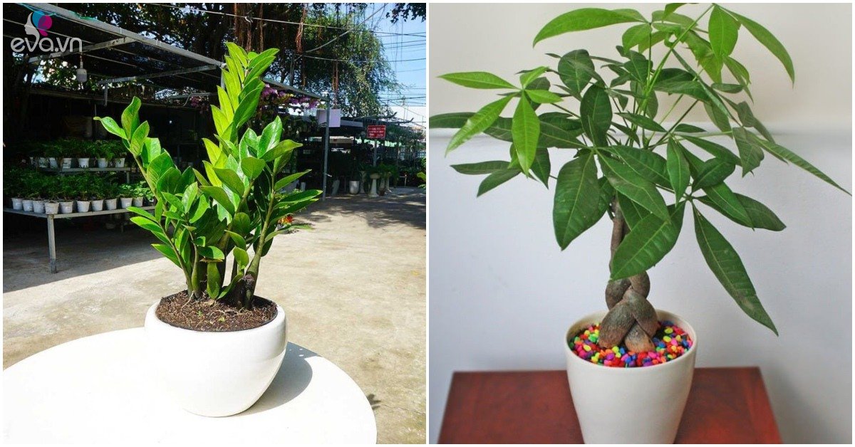 Read more about the article Giới kinh doanh rất ưa chuộng 3 loại cây dễ trồng này, nghe tên đã thấy mùi tiền