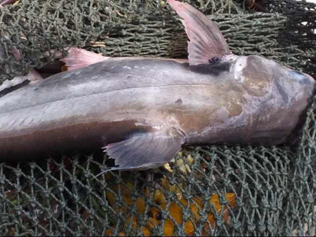Loại cá xưa có đầy không ai biết, giờ thành đặc sản xuất hiện trong thực đơn nhà hàng, 190.000 đồng/kg