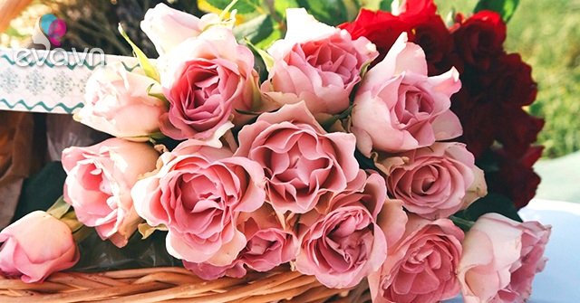 Read more about the article 50+ Hình ảnh hoa hồng đẹp nhất và ý nghĩa theo màu sắc