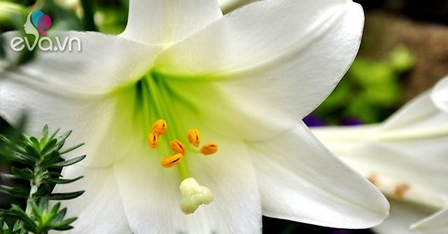 Read more about the article Hoa loa kèn có ý nghĩa gì? Cách trồng và chăm sóc giúp hoa nở đẹp