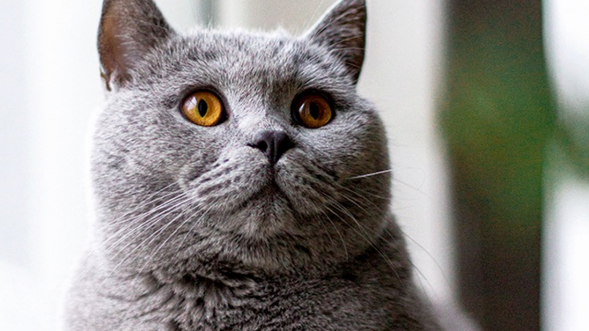 Mèo Anh Lông Ngắn - Đặc Điểm, Phân Loại, Màu Sắc, Cách Nuôi Và Giá Bán