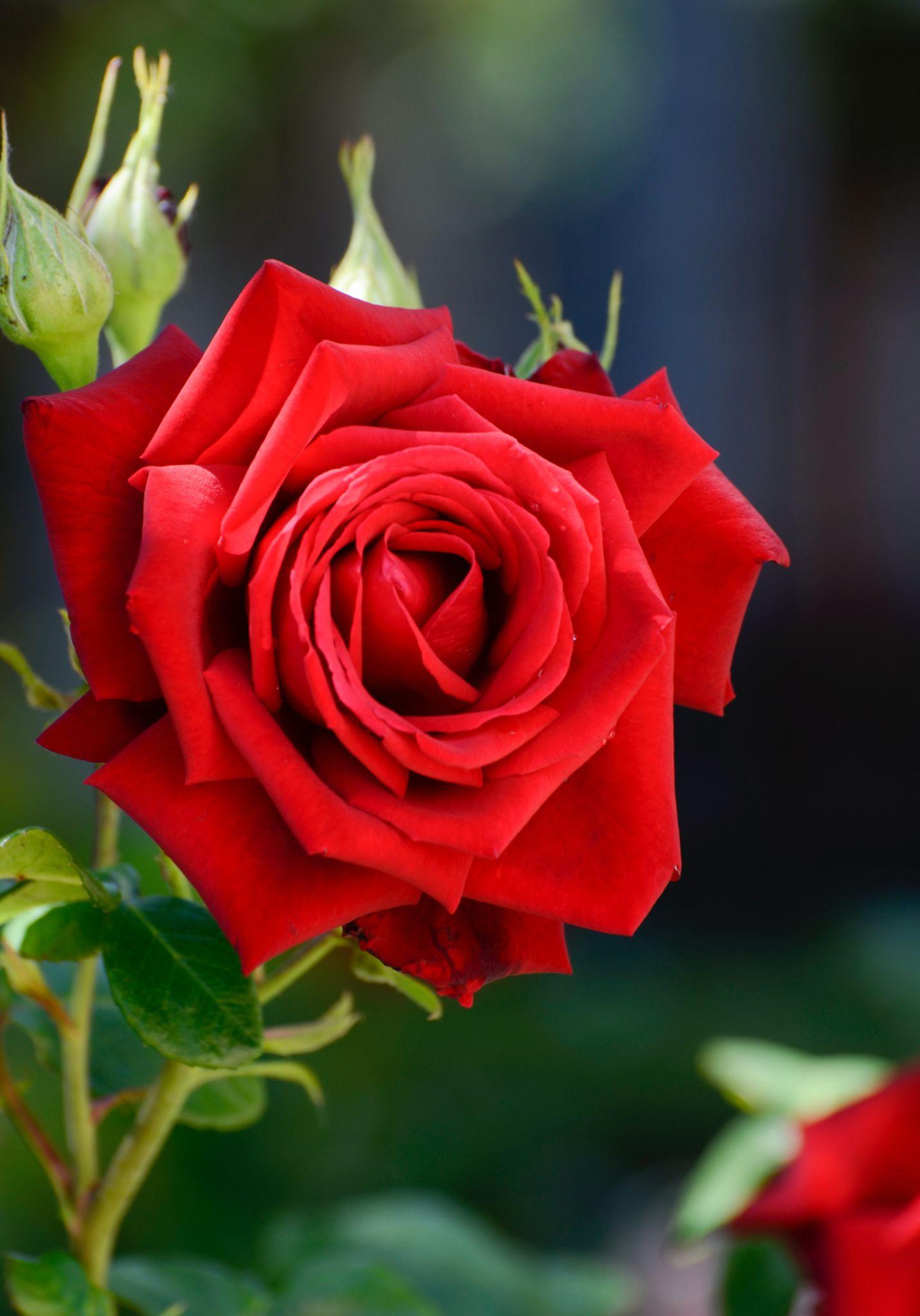 50+ Hình hình ảnh hoa hồng đẹp nhất và chân thành và ý nghĩa theo đòi sắc tố - 42