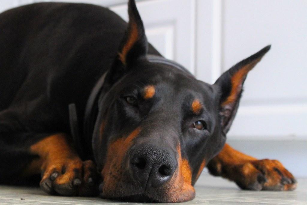 Chó Doberman: Nguồn gốc, đặc điểm, giá bán và cách nuôi - 21