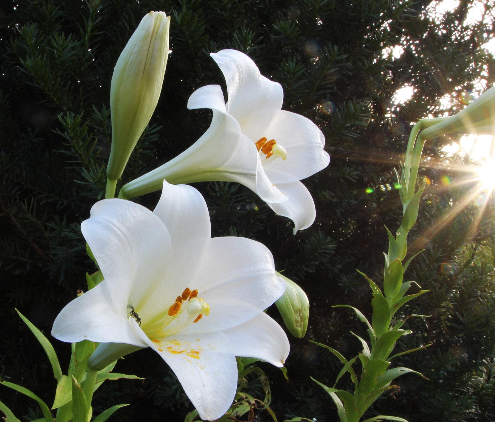Hoa loa kèn có ý nghĩa gì? Cách trồng và chăm sóc giúp hoa nở đẹp - 4