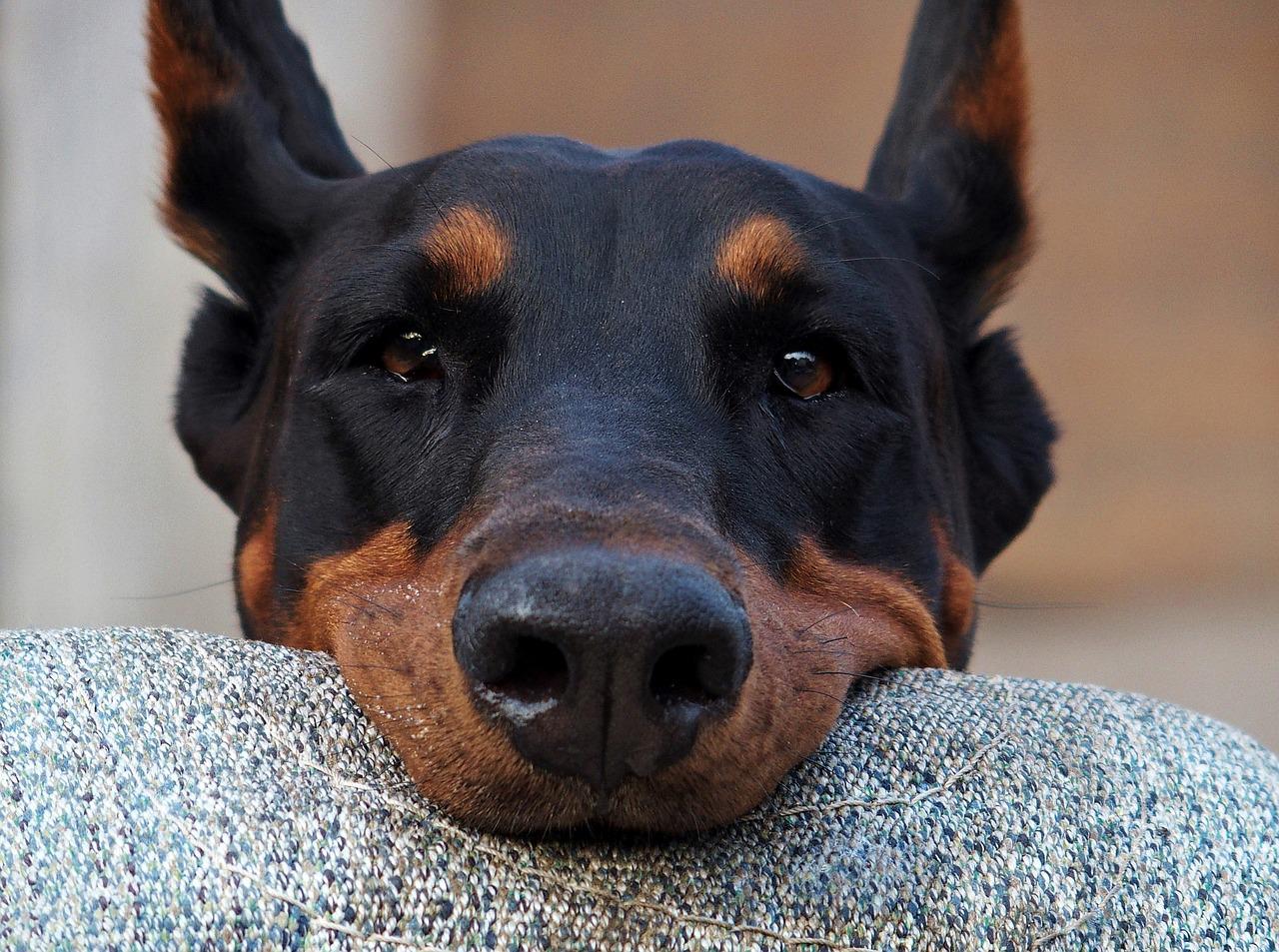 Chó Doberman: Nguồn gốc, đặc điểm, giá bán và cách nuôi - 7