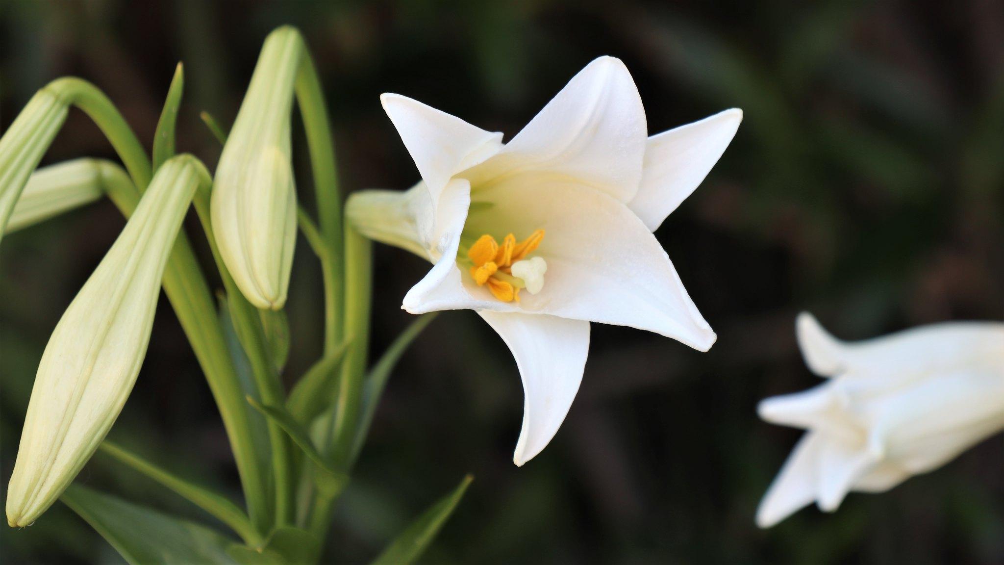 Hoa loa kèn có ý nghĩa gì? Cách trồng và chăm sóc giúp hoa nở đẹp - 5