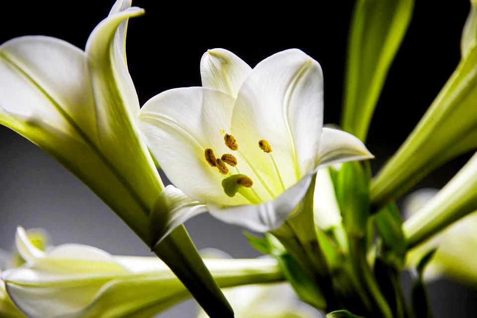 Hoa loa kèn có ý nghĩa gì? Cách trồng và chăm sóc giúp hoa nở đẹp - 18