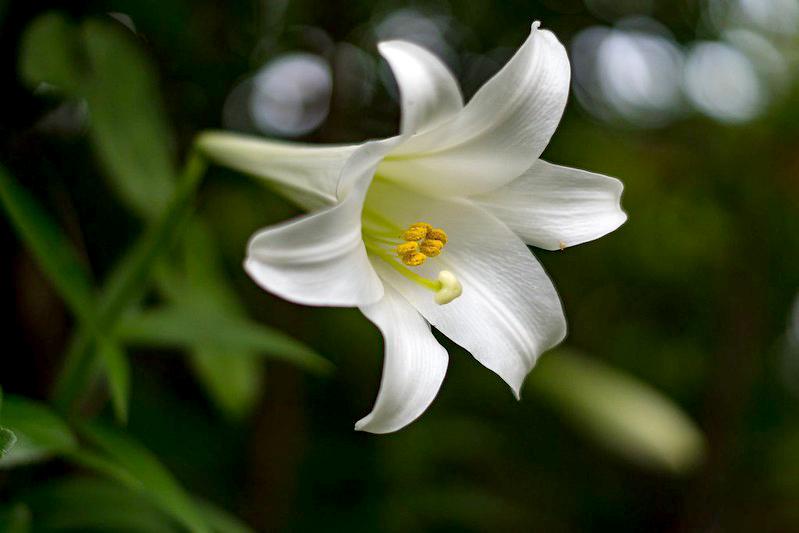 Hoa loa kèn có ý nghĩa gì? Cách trồng và chăm sóc giúp hoa nở đẹp - 21