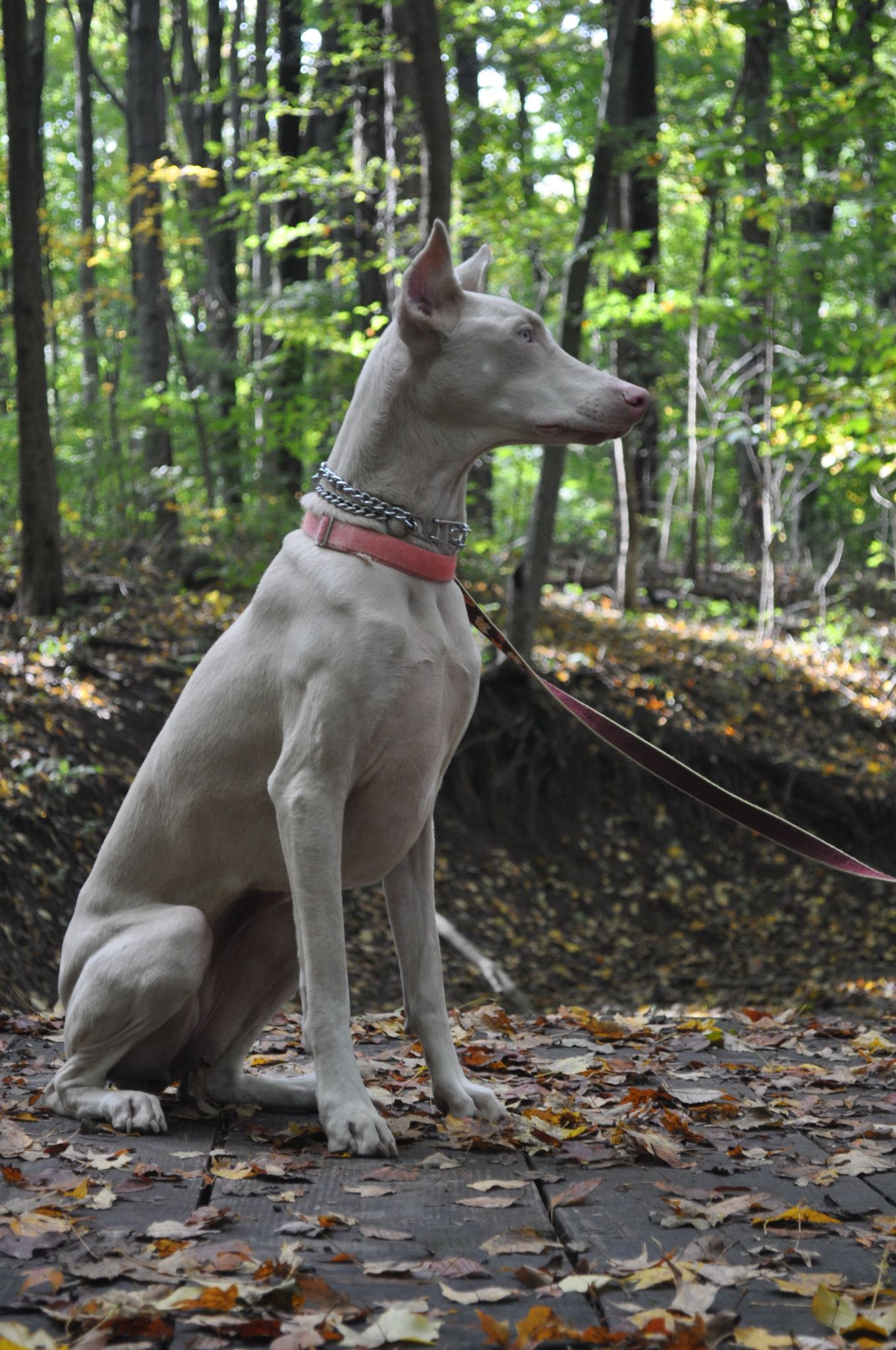 Chó Doberman: Nguồn gốc, đặc điểm, giá bán và cách nuôi - 6