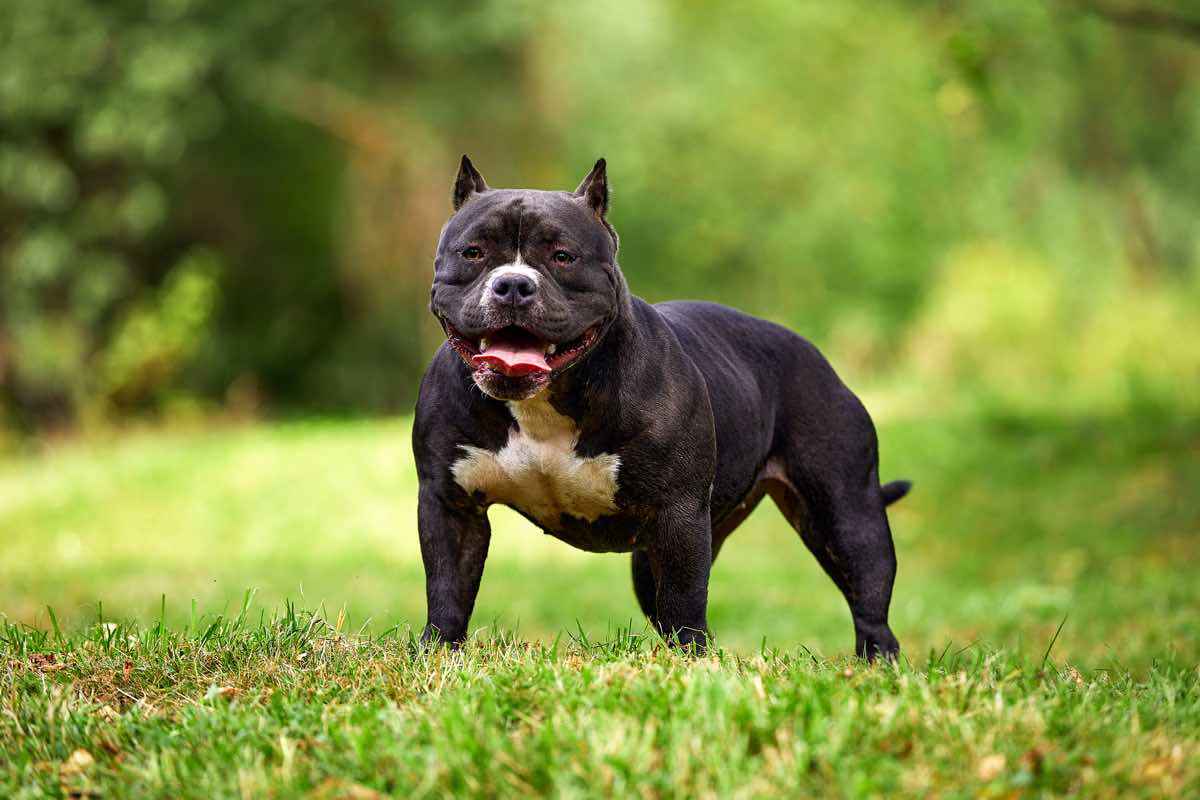 chó pitbull màu đen to khoẻ lực lưỡng đứng hiên ngang trên bãi cỏ