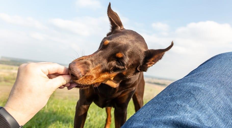 Chó Doberman: Nguồn gốc, đặc điểm, giá bán và cách nuôi - 10