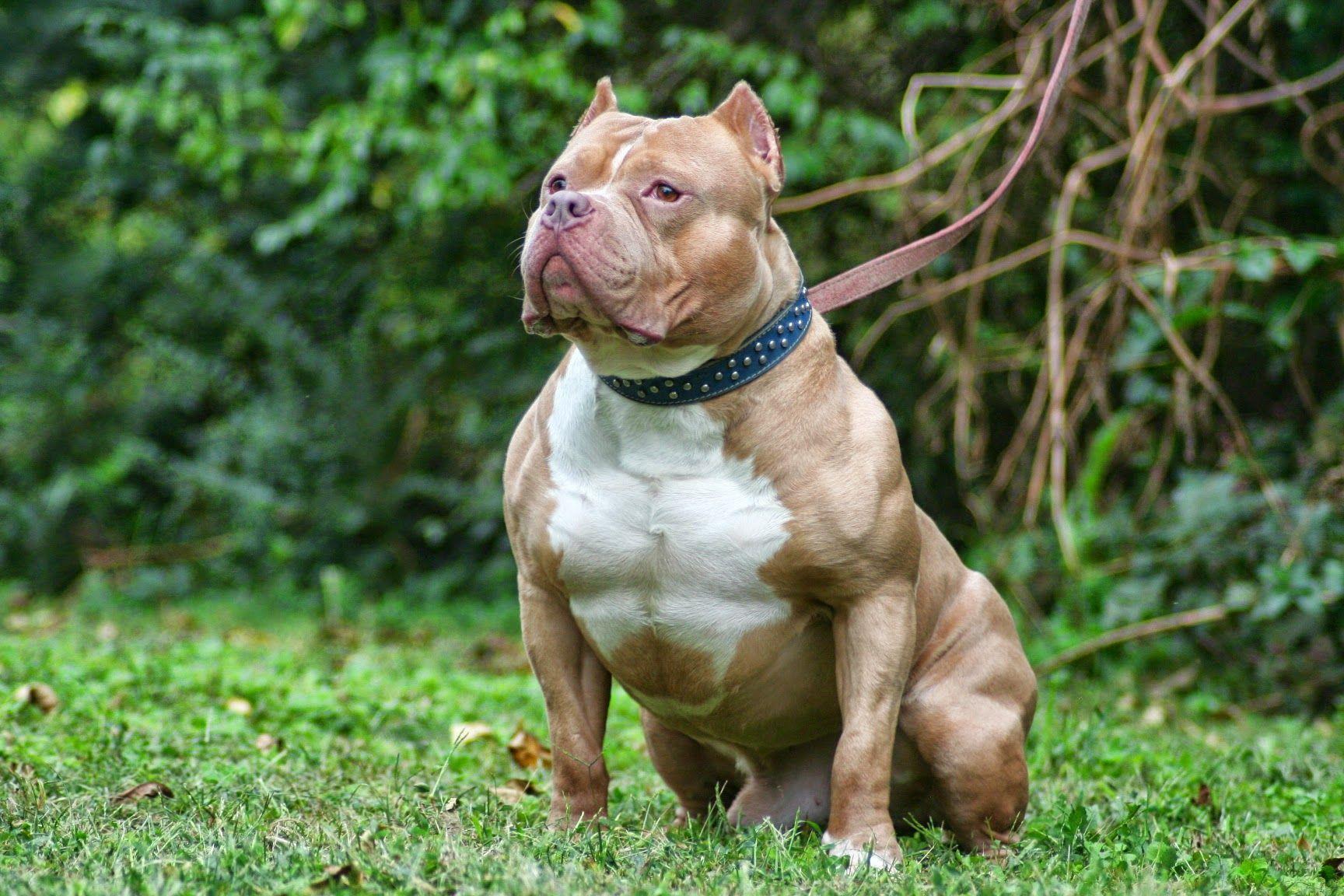 27 Hình ảnh chó Pitbull mạnh mẽ hiếu chiến sống động nhất