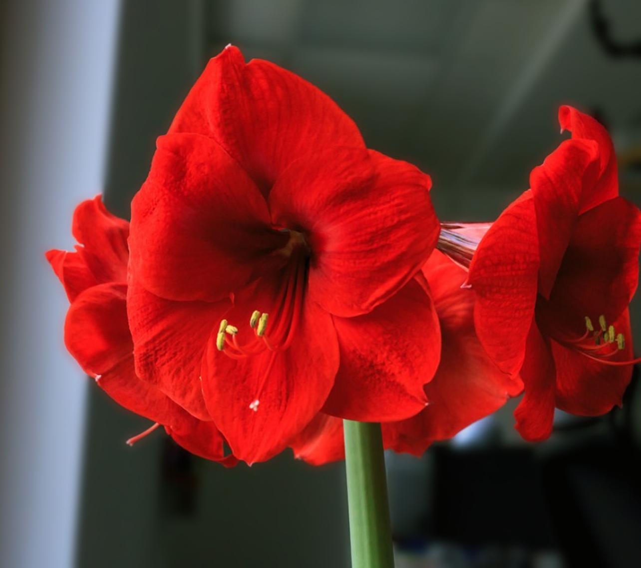 Hoa loa kèn có ý nghĩa gì? Cách trồng và chăm sóc giúp hoa nở đẹp - 6