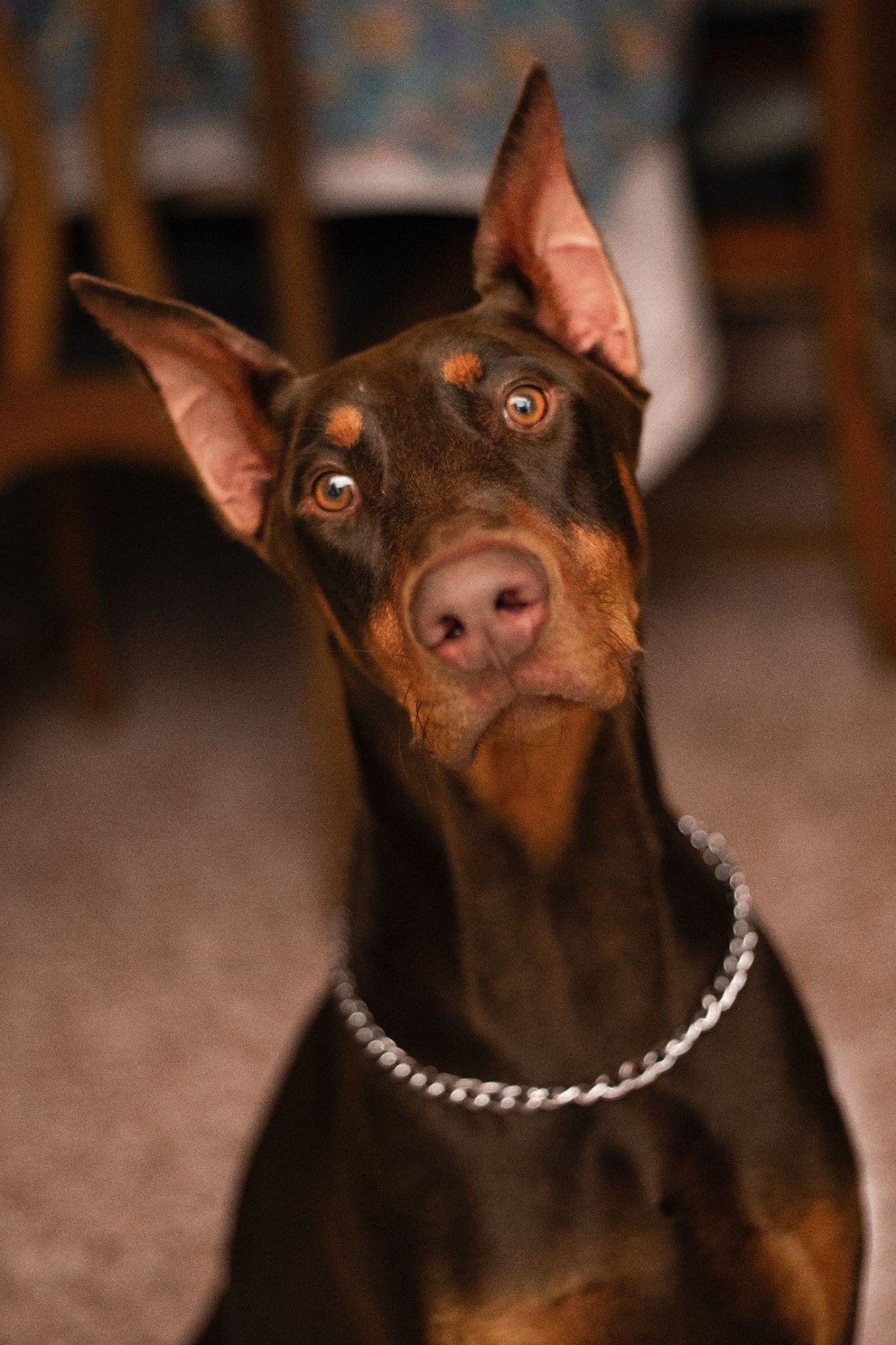Chó Doberman: Nguồn gốc, đặc điểm, giá bán và cách nuôi - 15