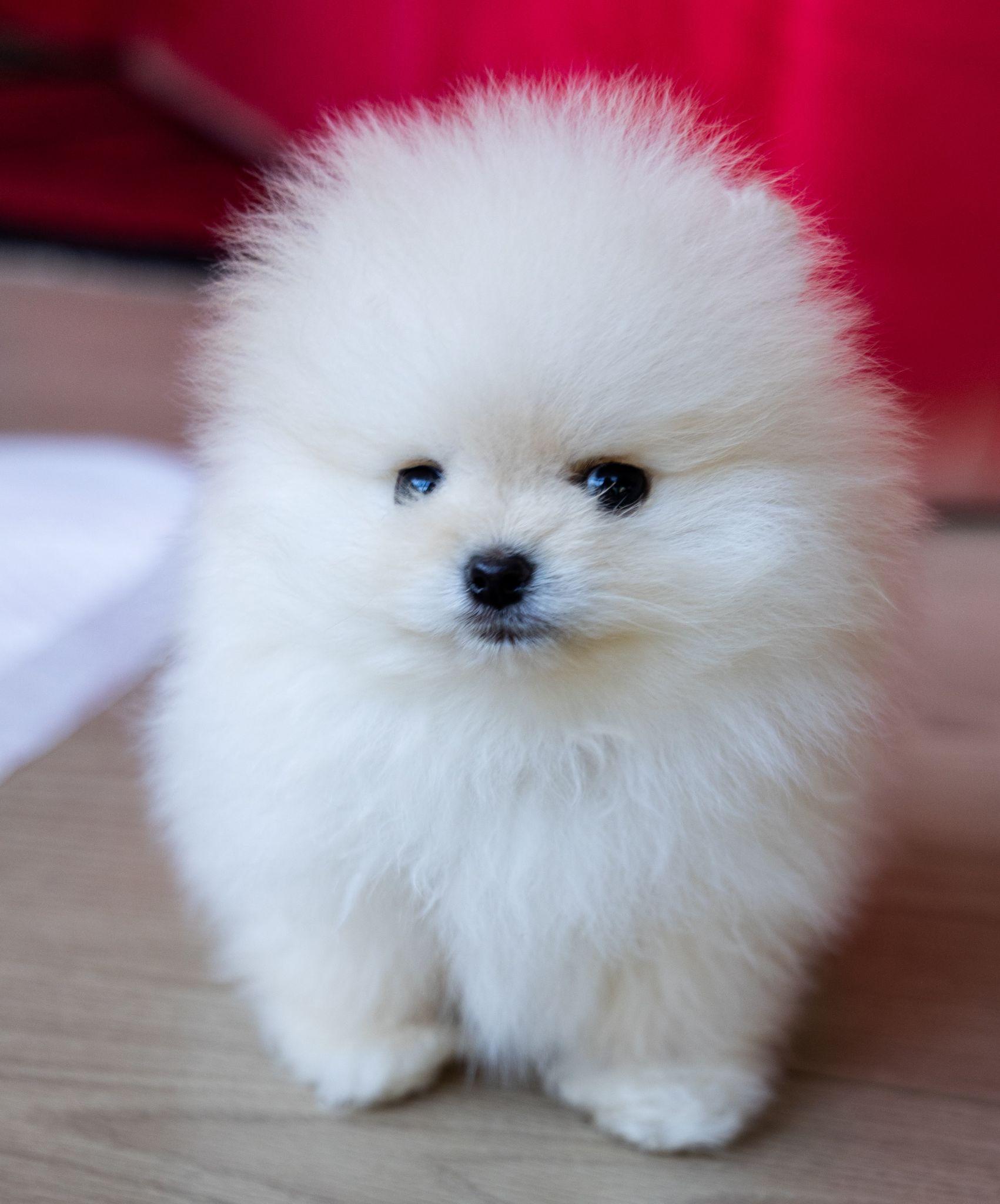 Chó phốc sóc Pomeranian có những loại nào và giá bán