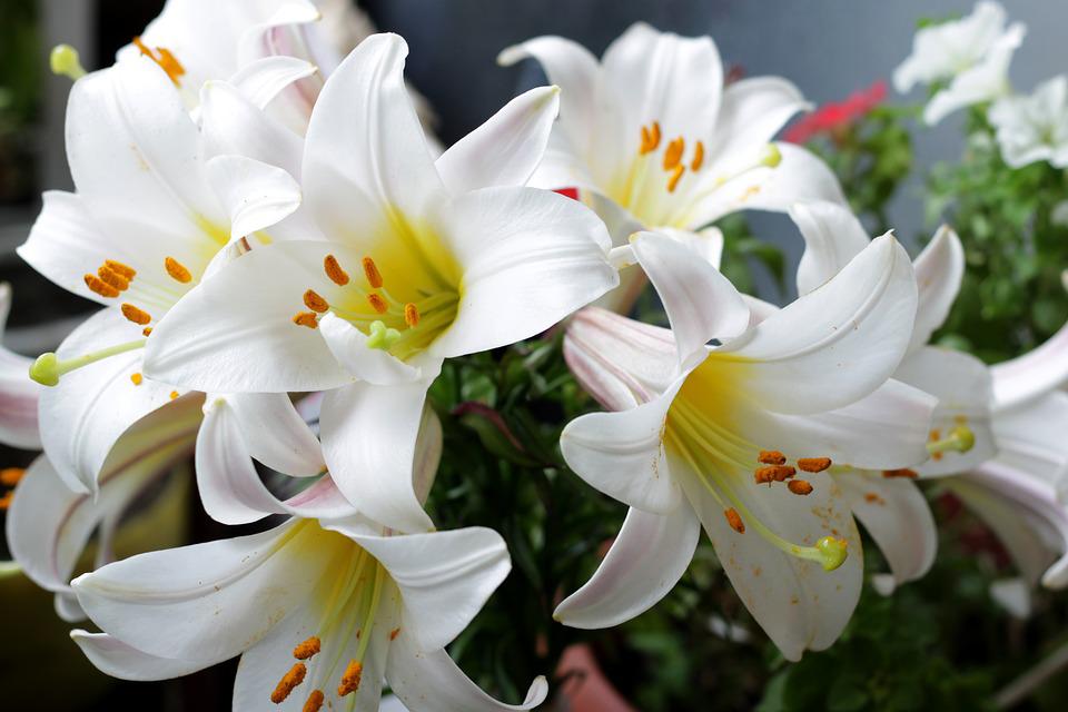Hoa loa kèn có ý nghĩa gì? Cách trồng và chăm sóc giúp hoa nở đẹp - 3