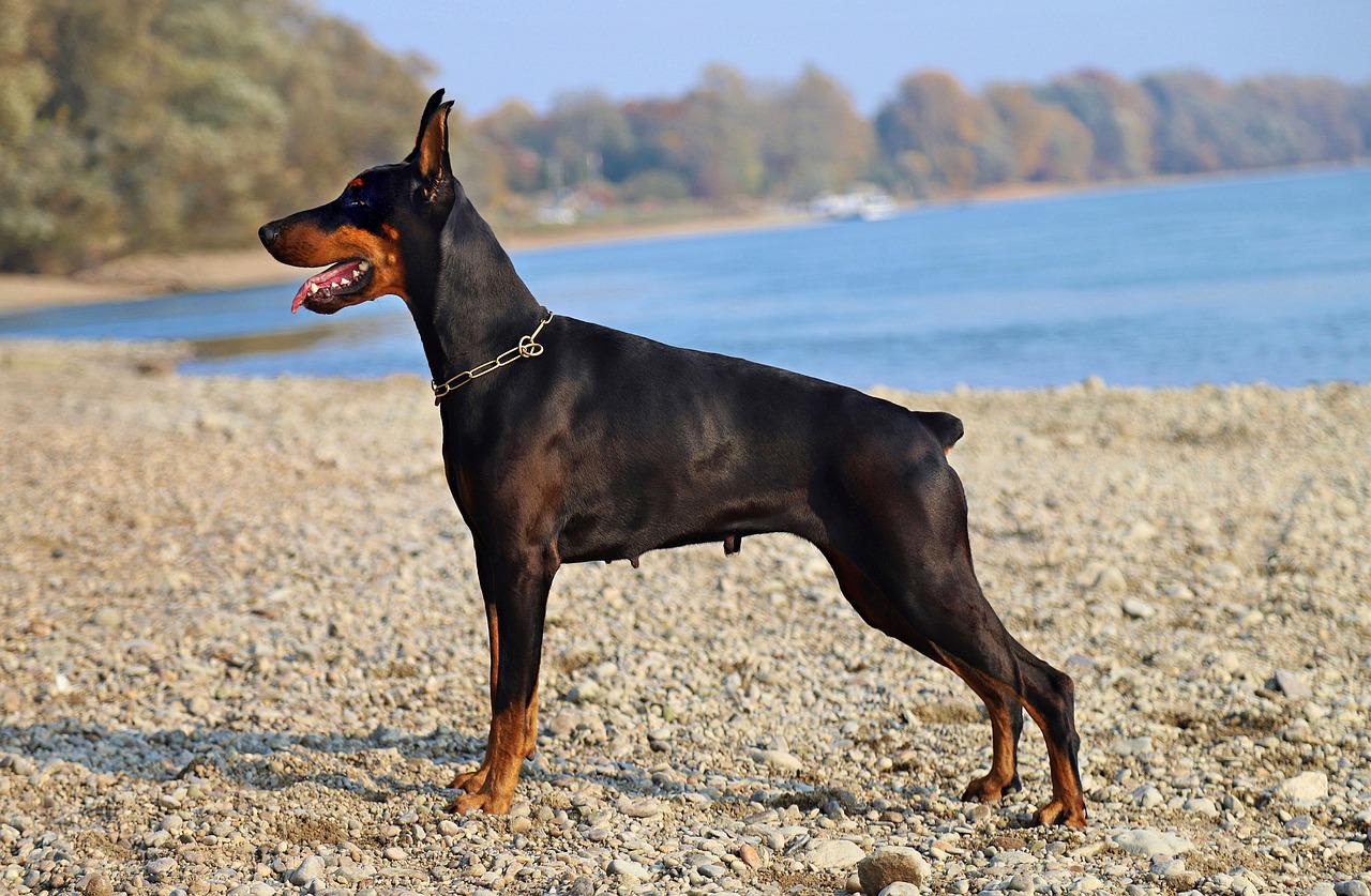 Chó Doberman: Nguồn gốc, đặc điểm, giá bán và cách nuôi - 8