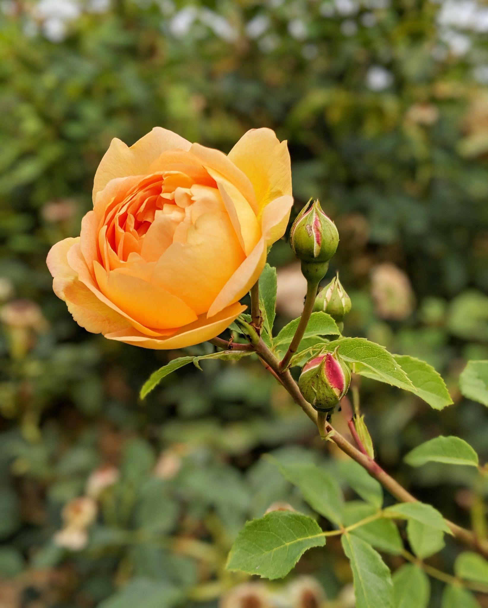 50+ Hình hình ảnh hoa hồng đẹp nhất và chân thành và ý nghĩa theo đòi sắc tố - 37