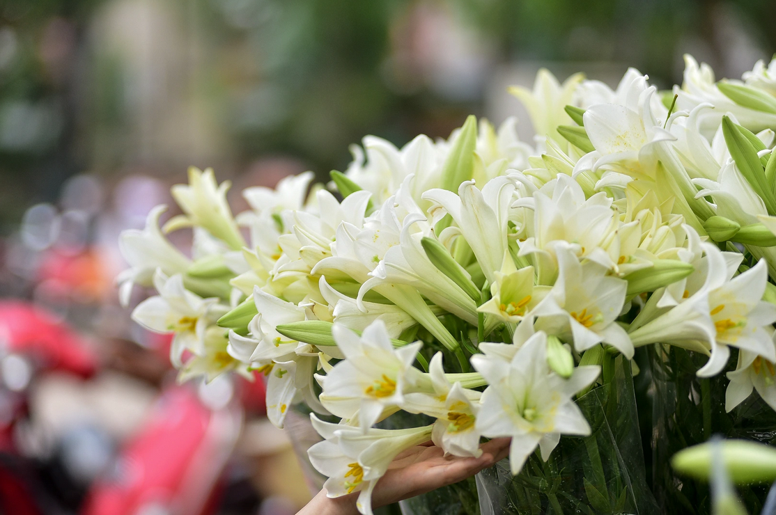 Hoa loa kèn có ý nghĩa gì? Cách trồng và chăm sóc giúp hoa nở đẹp - 16