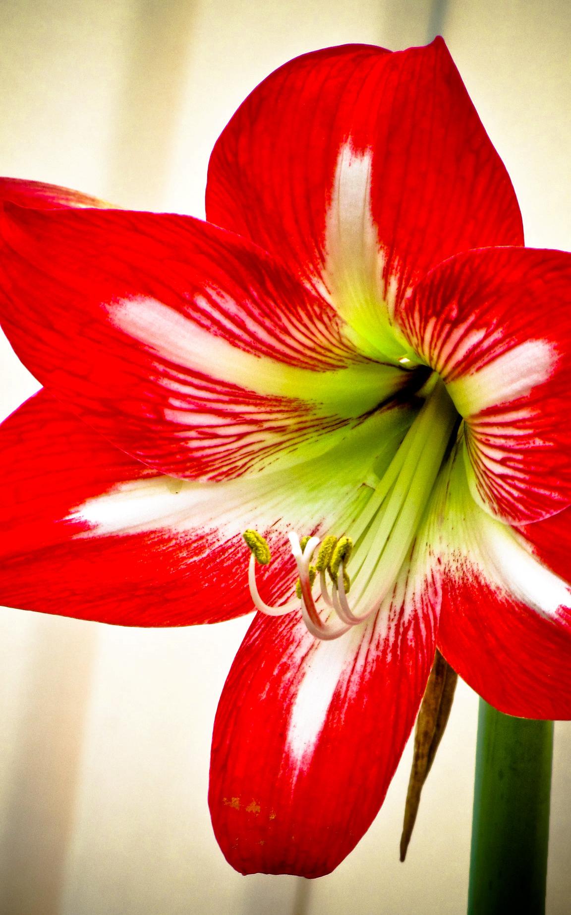Hoa loa kèn có ý nghĩa gì? Cách trồng và chăm sóc giúp hoa nở đẹp - 22