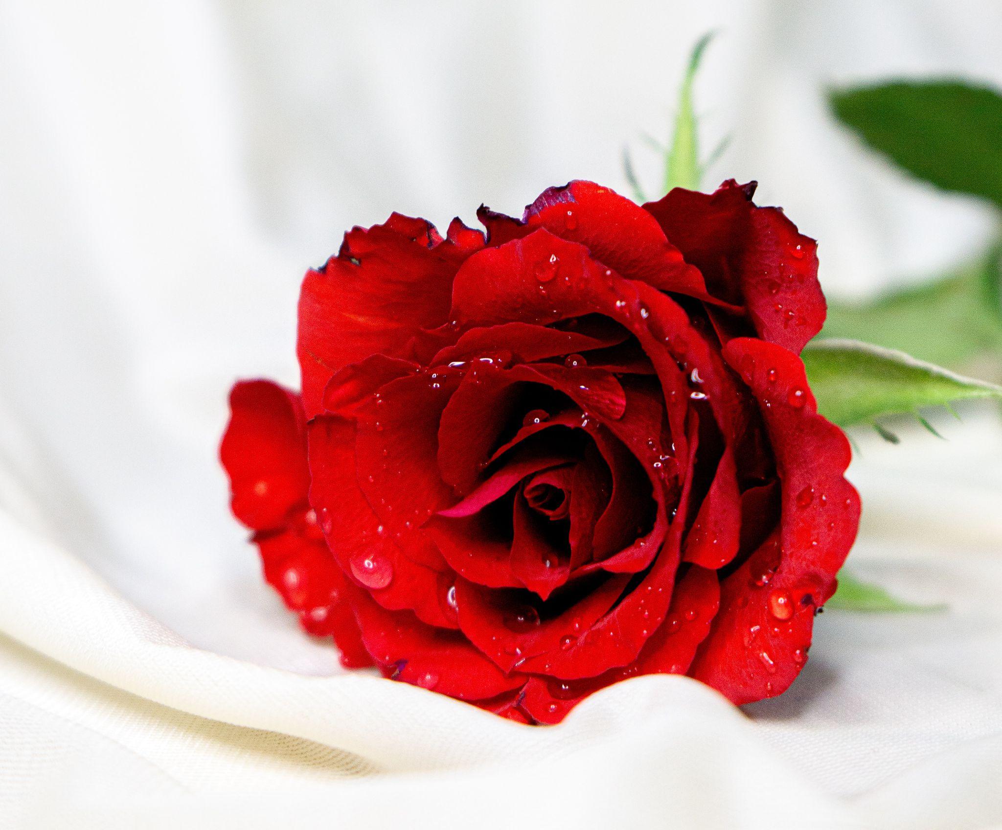 Hình ảnh những bông hoa hồng đẹp tự nhiên  Hoa Nguyệt Hỷ